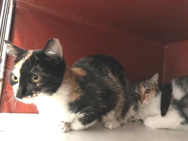 multimedia-foto40554-451-3