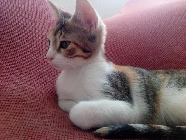 multimedia-foto40564-866-3