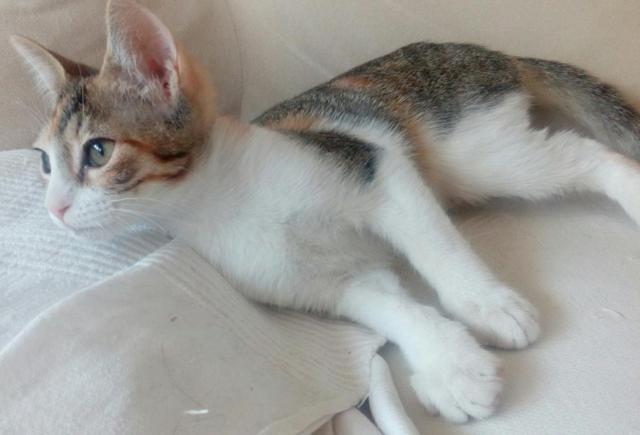 multimedia-foto40566-866-3