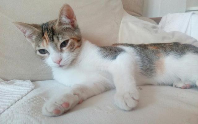 multimedia-foto40567-866-3