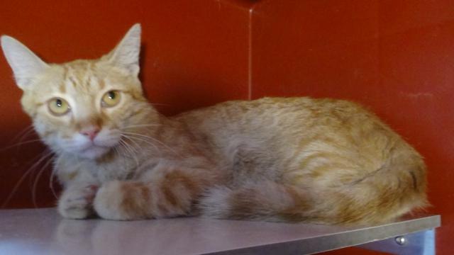 multimedia-foto40569-368-3