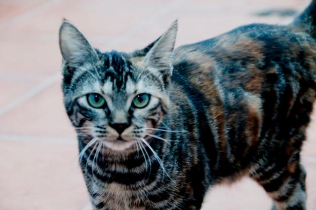 multimedia-foto40662-972-3