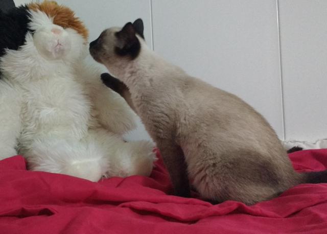 multimedia-foto40668-395-3