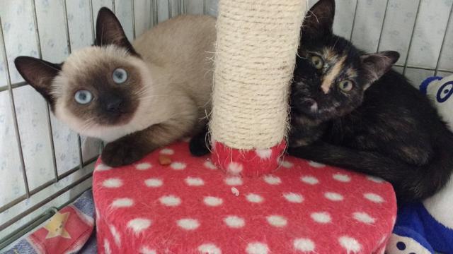 multimedia-foto40669-395-3