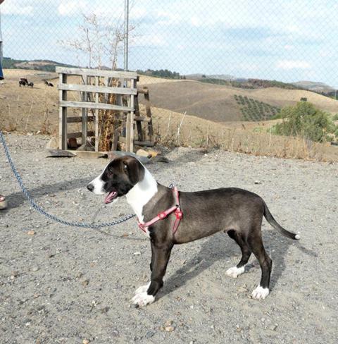 multimedia-foto40702-82-3