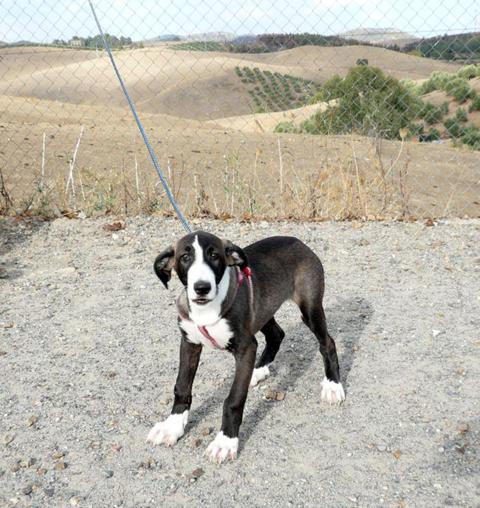 multimedia-foto40703-82-3