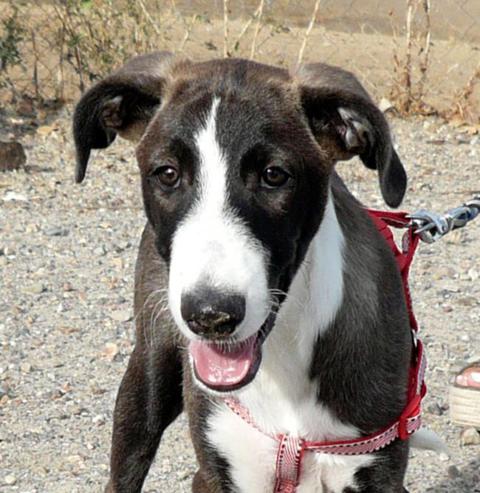 multimedia-foto40704-82-3