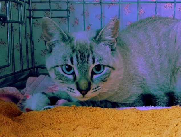 multimedia-foto40886-796-3