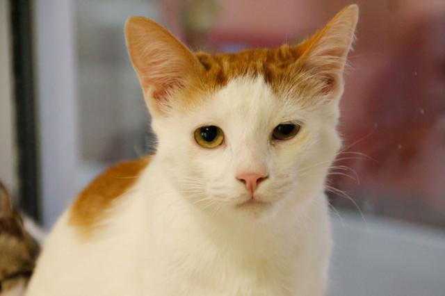 multimedia-foto40922-990-3