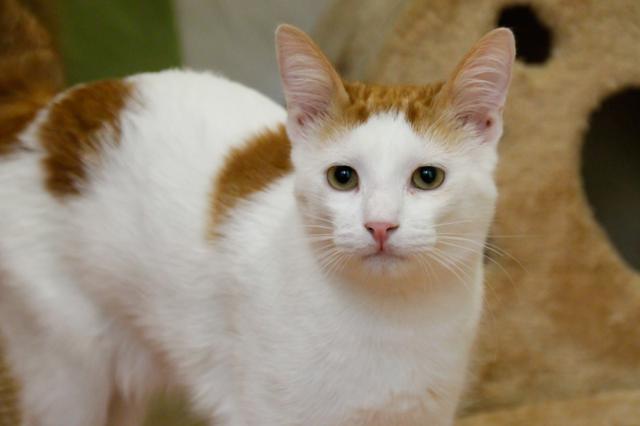 multimedia-foto40923-990-3