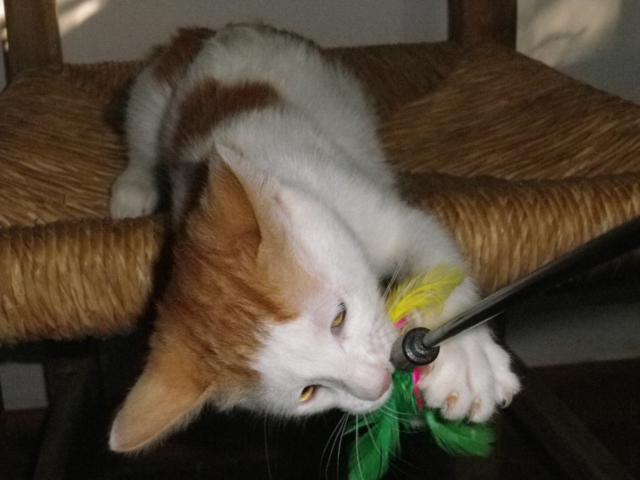 multimedia-foto40926-991-3