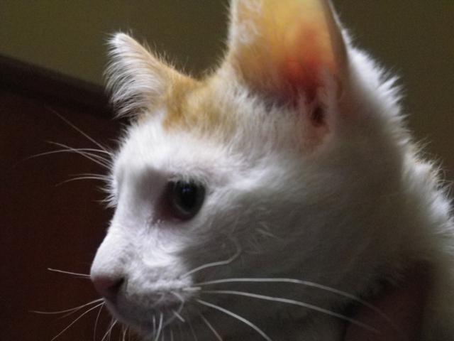 multimedia-foto40928-991-3