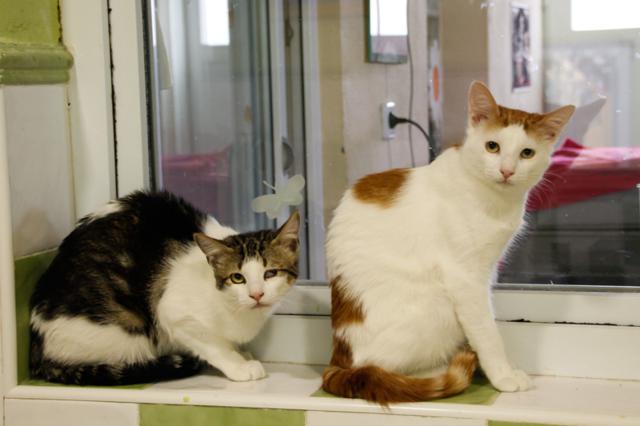 multimedia-foto40929-991-3