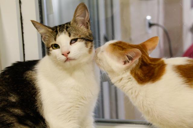 multimedia-foto40931-991-3