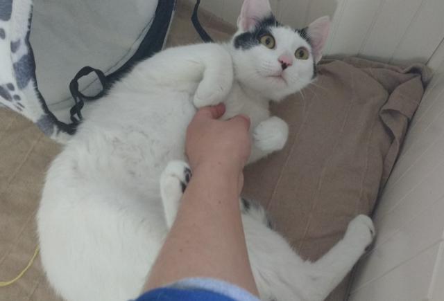 multimedia-foto41025-497-3