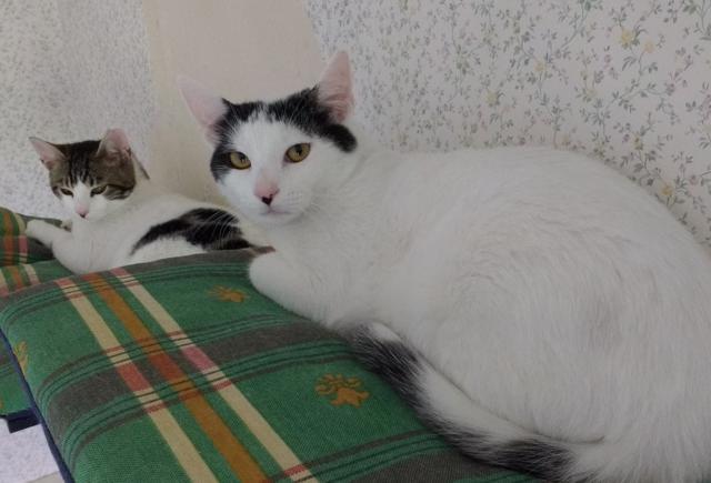 multimedia-foto41029-497-3