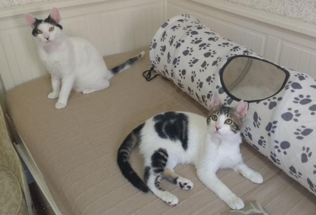 multimedia-foto41031-498-3