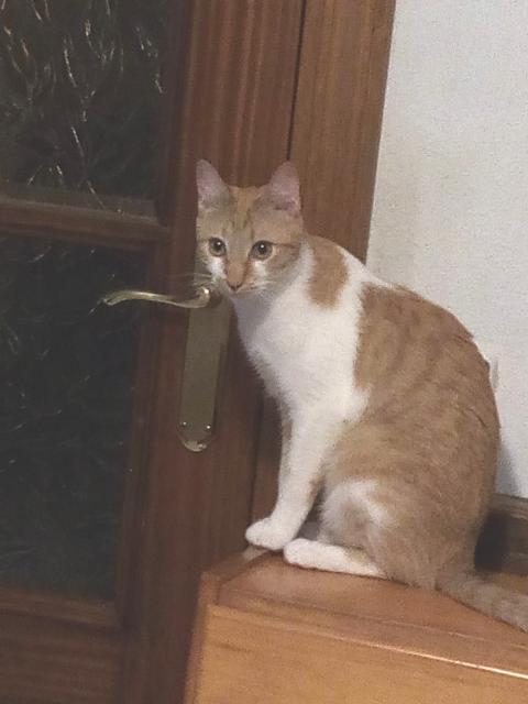 multimedia-foto41033-56-3