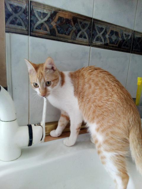 multimedia-foto41035-56-3