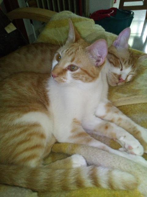 multimedia-foto41037-57-3