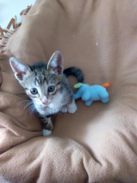 multimedia-foto41057-538-3