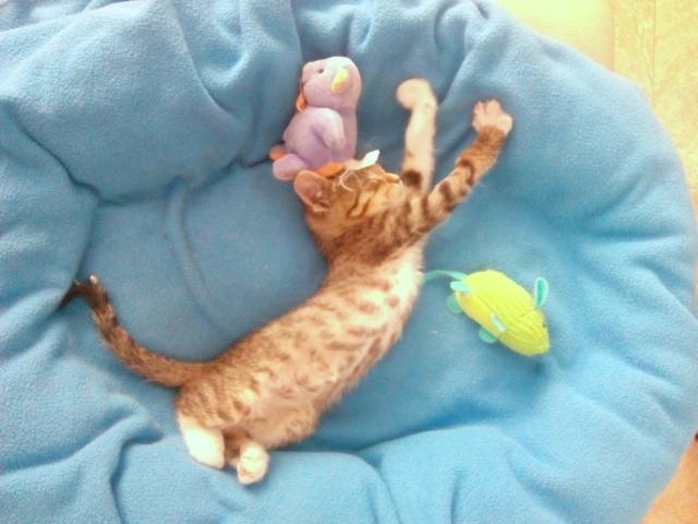 multimedia-foto41058-538-3