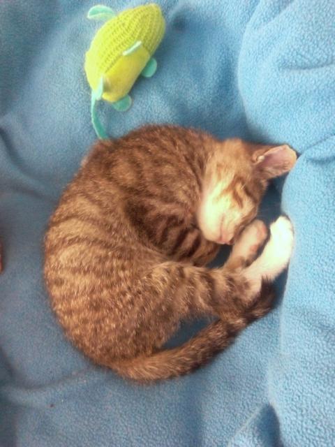 multimedia-foto41059-538-3