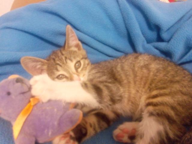 multimedia-foto41062-538-3