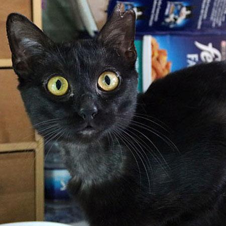 multimedia-foto41084-949-3