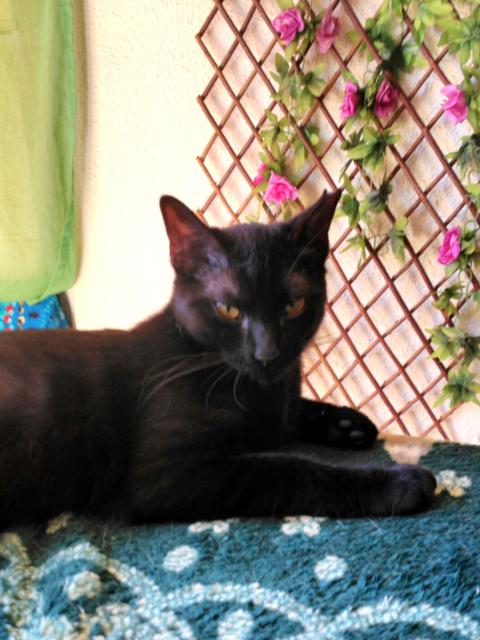 multimedia-foto41085-949-3