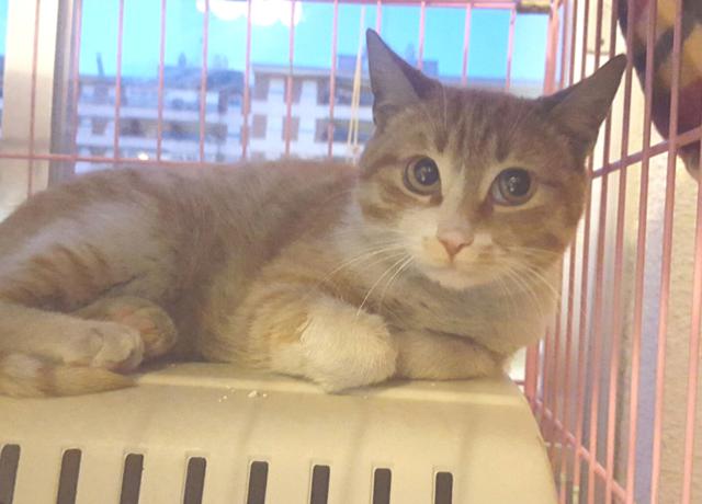 multimedia-foto41090-451-3