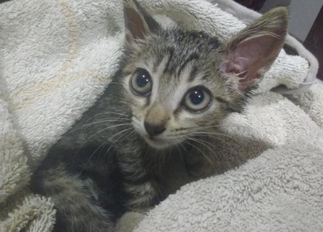 multimedia-foto41102-489-3