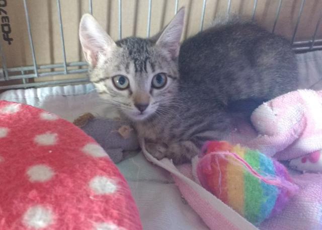 multimedia-foto41103-489-3