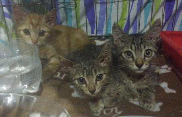 multimedia-foto41106-503-3