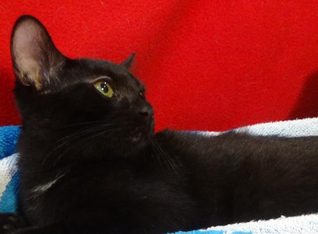 multimedia-foto41127-499-3