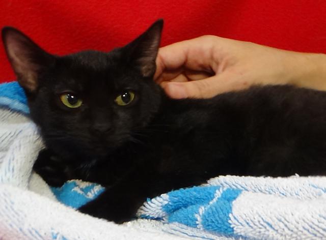 multimedia-foto41129-499-3