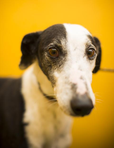 multimedia-foto41213-729-3