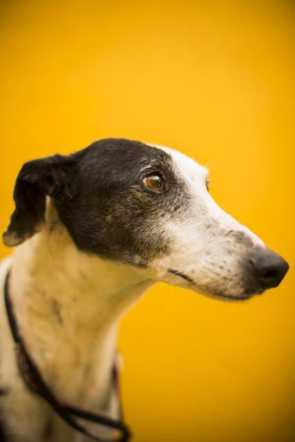 multimedia-foto41214-730-3