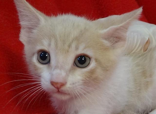 multimedia-foto41295-473-3