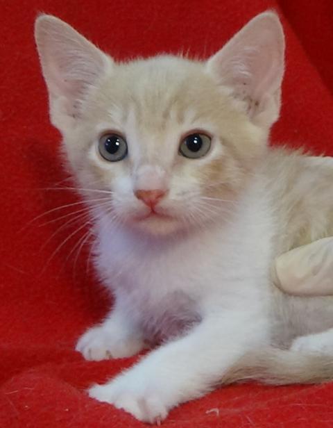 multimedia-foto41296-473-3