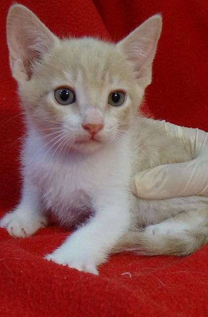 multimedia-foto41297-473-3