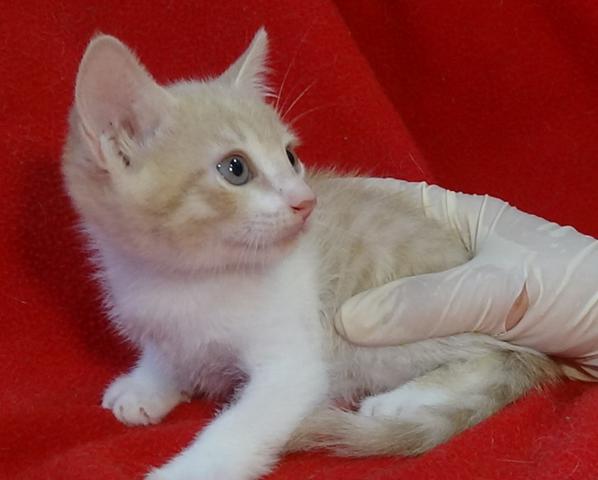 multimedia-foto41299-474-3