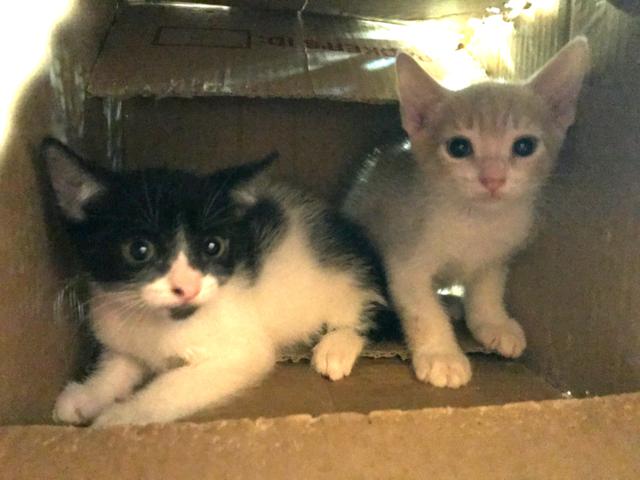 multimedia-foto41303-474-3