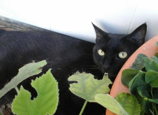 multimedia-foto41341-630-3