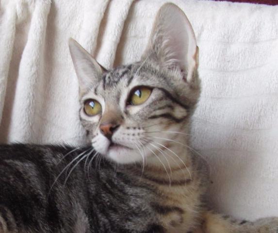 multimedia-foto41500-5-3