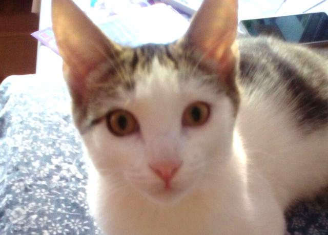 multimedia-foto41503-680-3