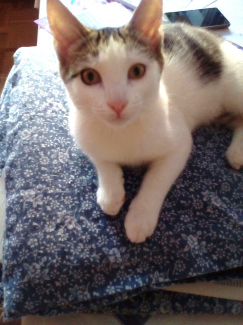 multimedia-foto41504-680-3