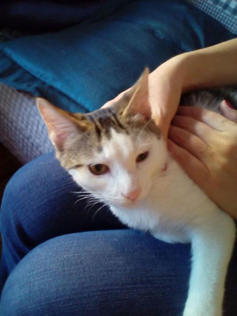 multimedia-foto41505-680-3