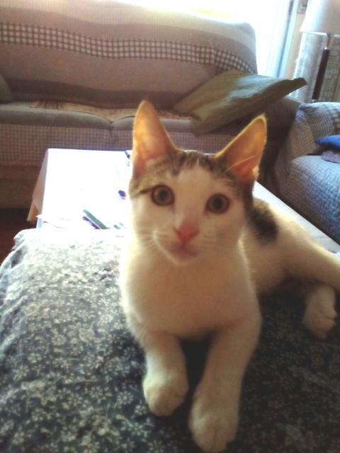 multimedia-foto41506-680-3