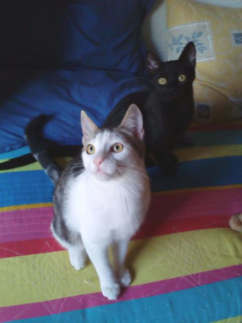 multimedia-foto41507-689-3